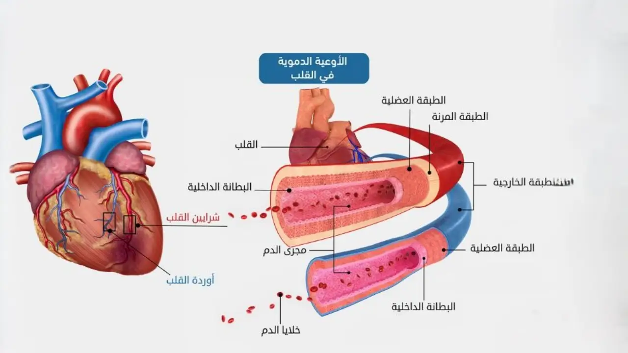 علاج ترسب الكالسيوم في الشرايين
